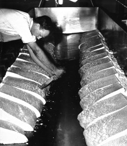 1963 Cheese room Laurie cutting cheese for milling